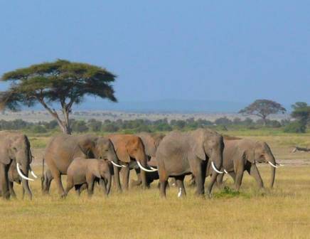 elephant herd spotted