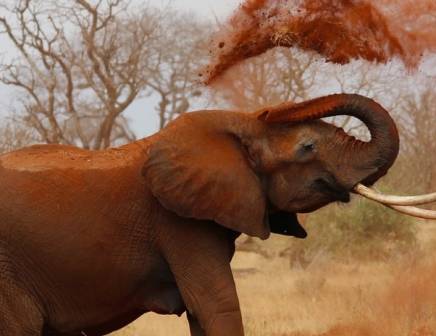elephant covered in mud