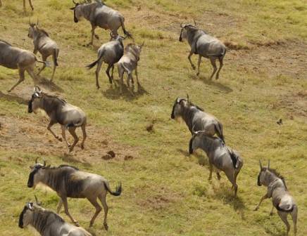 wildebeest herd running
