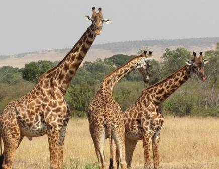 giraffes spotted