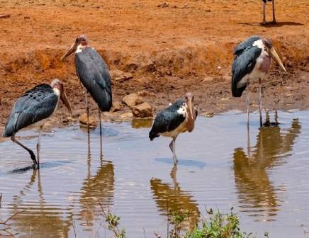 birds at a waterhole
