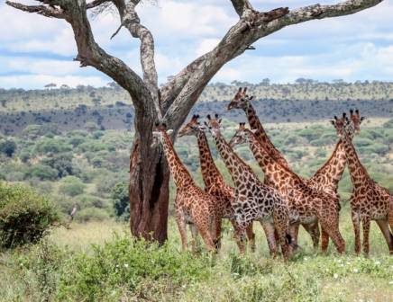 giraffes relaxing in the shadow