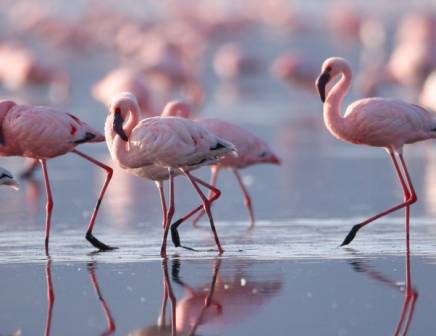 flamingoes at lake nakuru