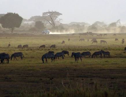 zebras grazing in the plains