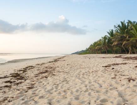beach with palmtrees
