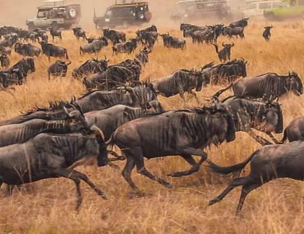 wildebeest running away