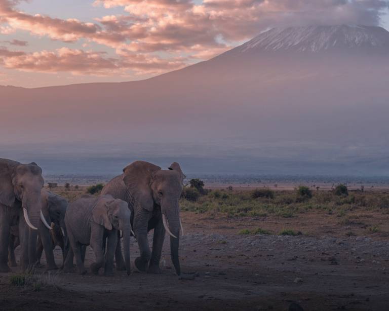 Best Time to Visit Kenya for a Ultimate Safari Experience TourRadar