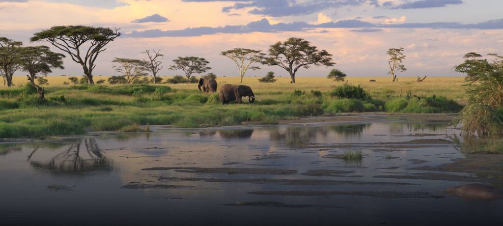 elephants in tanzania