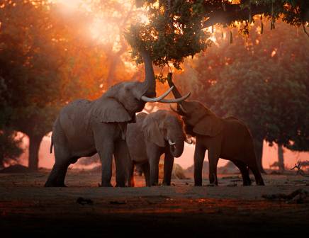 When to go to Addo National Park, South Africa