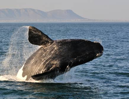 Travel to South Africa in June