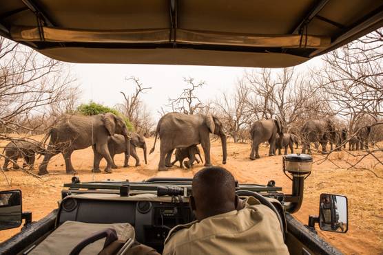 When is the Best Time to Go on Safari in South Africa?