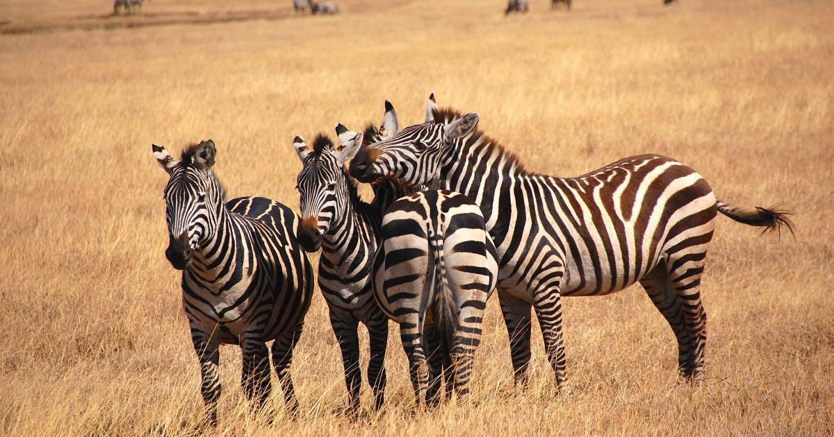10 Best Safaris in May 2024/2025 TourRadar