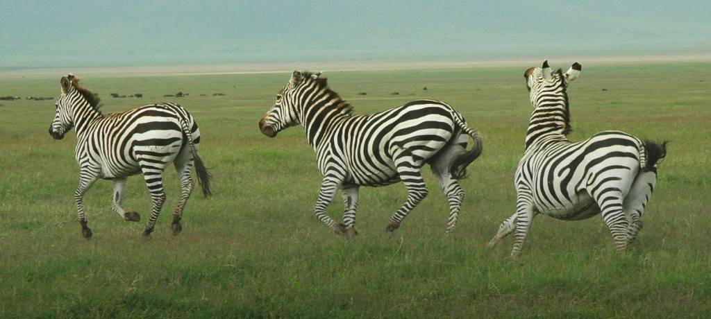 Three adult zebras running in the grasslands in Africa.
