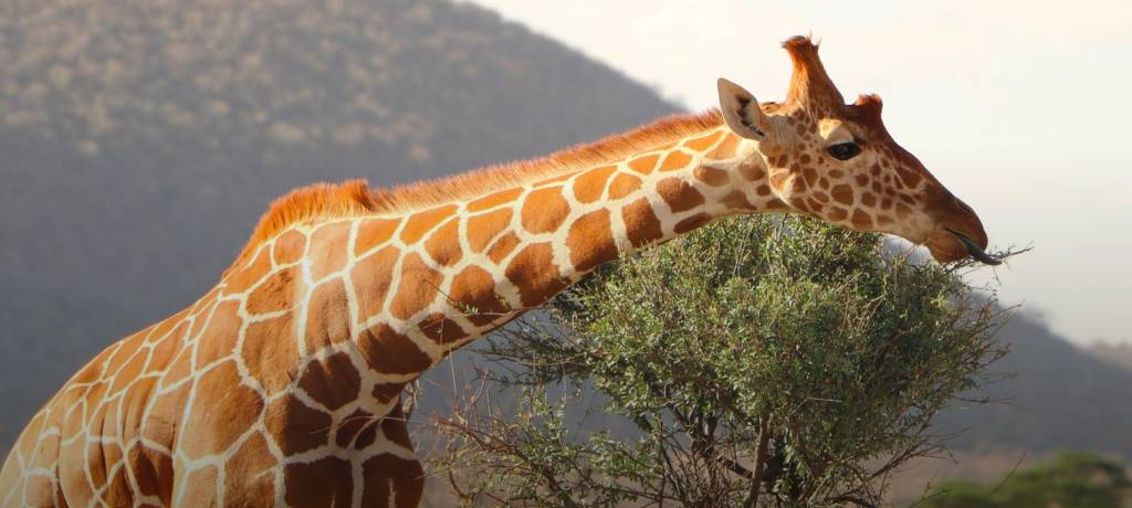 Adult giraffe feeding on acacia leaves.