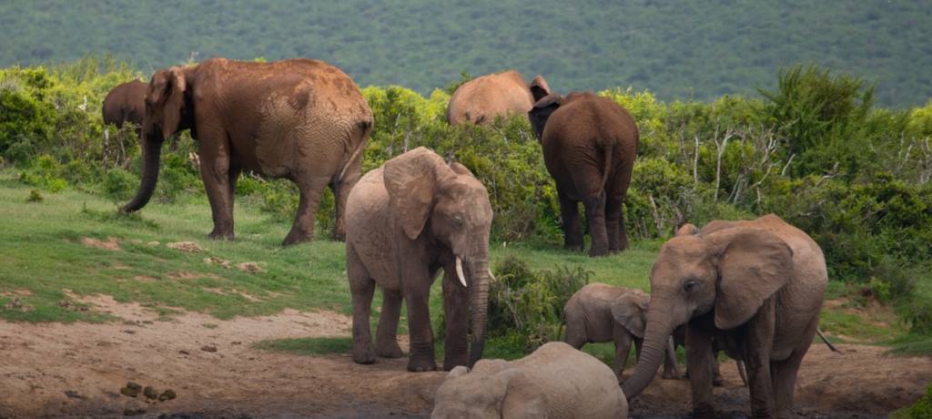 Herd of elephants grazing near the bushes.