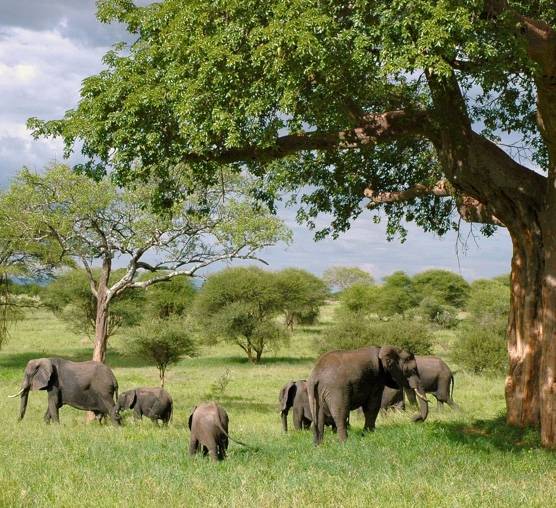 Herd of elephants grazing in a rich grassland.