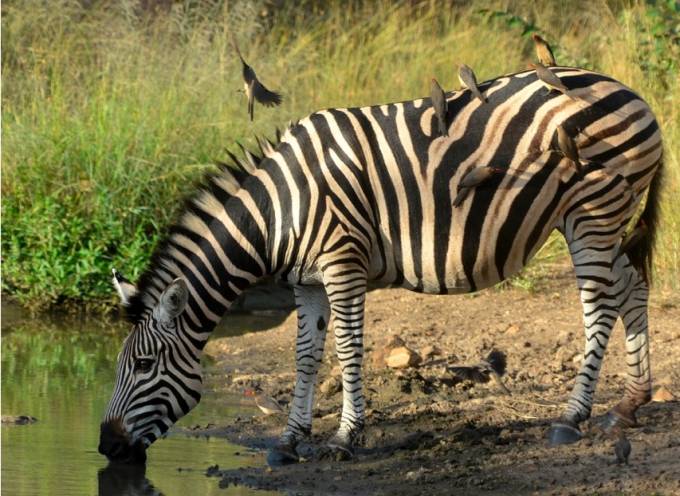 Adult zebra drinking from a lake, birds standing on its back.