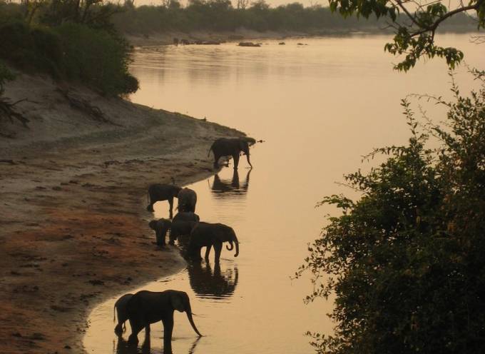 Small herd of elephants standing by a river at dusk.