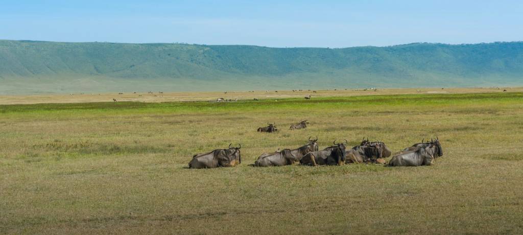 A group of wildebeest lying on the grasslands.