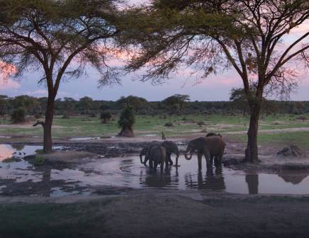 Photographie Safari Animals in Africa Composite - Acheter-le sur