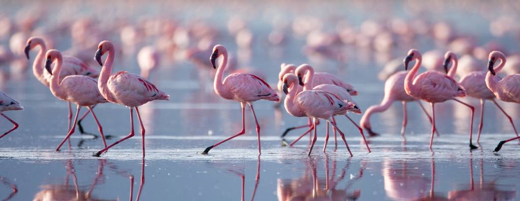 Flamingos in the water