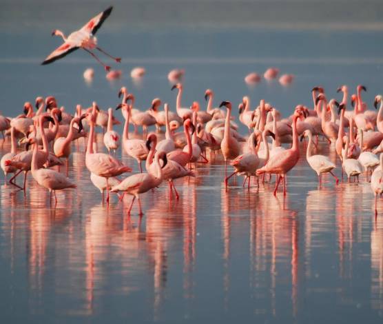 flamingos in lake natron