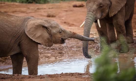 elephant family safari