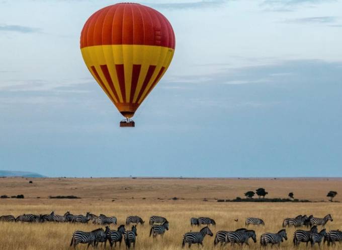 zebra wildebeest family under balloon