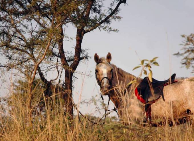 horse under tree