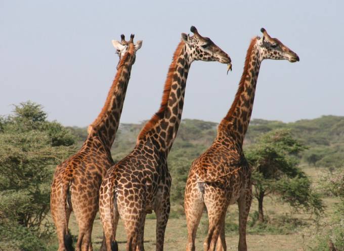 giraffe family