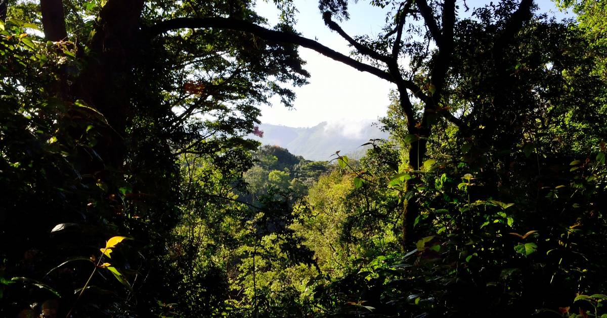 Best Jungle Safari in the World Top 6 Destinations TourRadar