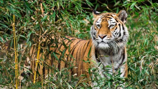 tiger jungle safari