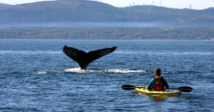 kayaking with whales on a canda kayaking tour