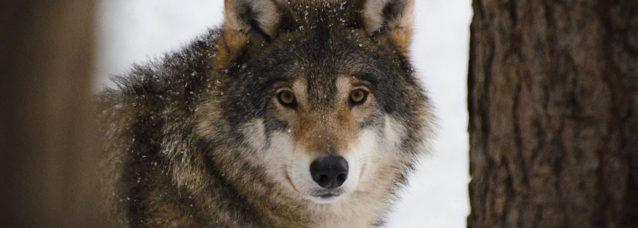 10 Amazing Wildlife Tours & Trips 2022 - TourRadar