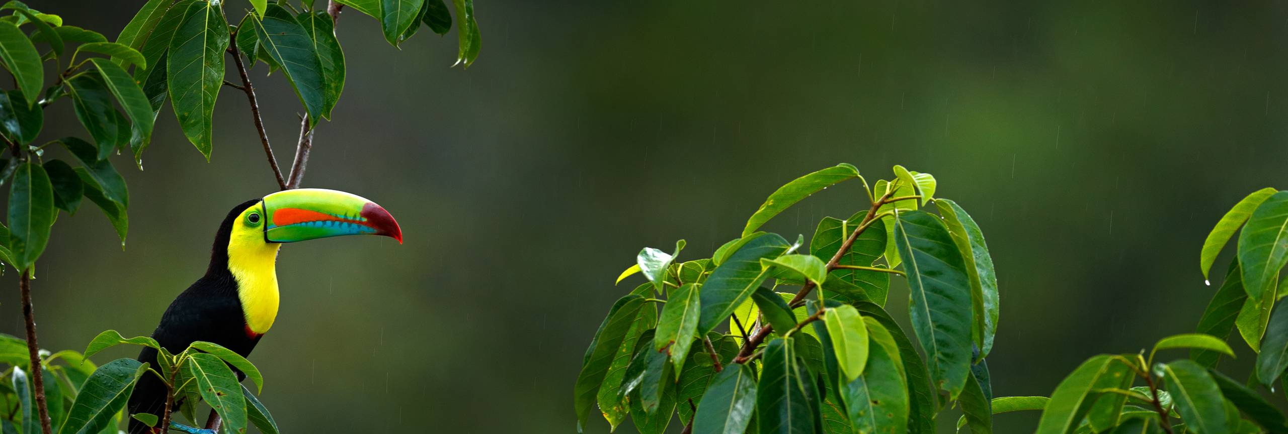 10 Amazing Wildlife Tours & Trips 2024/2025 TourRadar