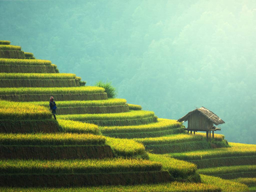 agriculture in bali