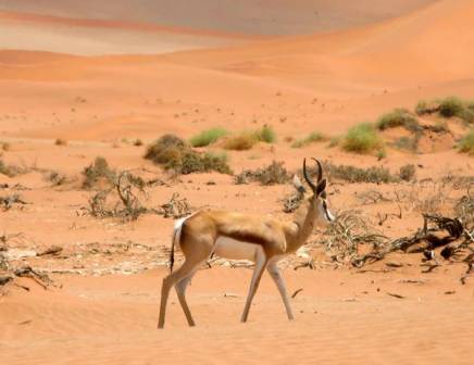 Mietwagen Rundreise durch Namibia
