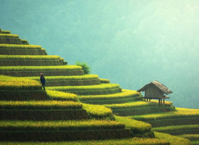 bali rice terrace