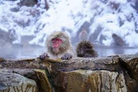 Snow monkeys relaxing in hot springs