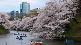 Explore the Imperial Palace moat by rowboat during cherry blossom season