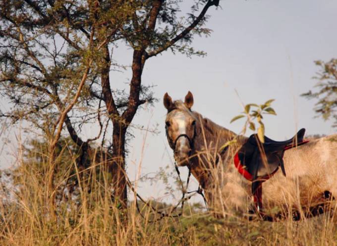 Horse tied to a tree taking a break from a riding safari