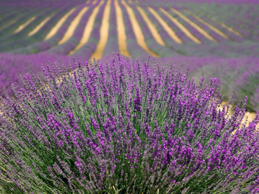 lavender fields in France