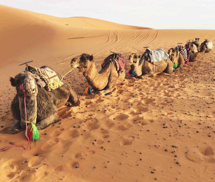 Best 10 Morocco Vacation Packages 2025/2026 TourRadar