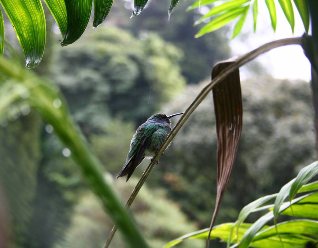 Hummingbird, Panama