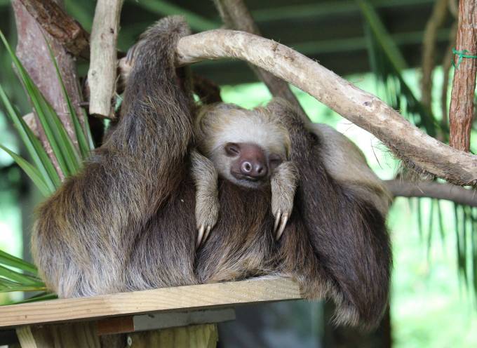 Sloth in Panama