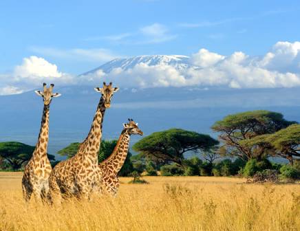 giraffes in Kilimanjaro National Park