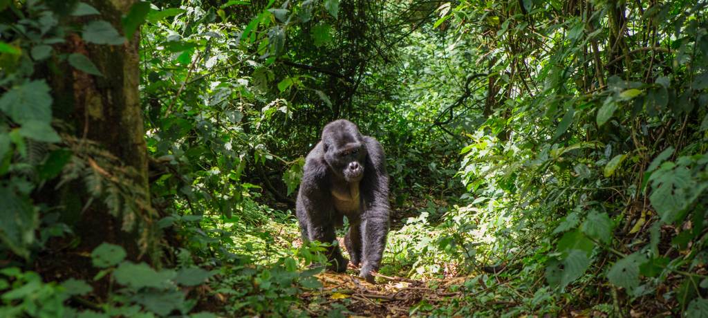 Gorilla in  Bwindi Impenetrable Forest National Park, Uganda