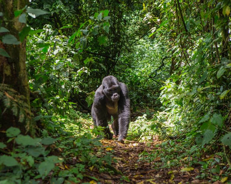 10 Best Gorilla Trekking Companies (with reviews) - TourRadar