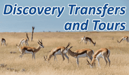Discovery Transfers and Tours