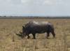 Kenya Wildlife Safari to Masai Mara - Nakuru - Amboseli Parks customer review photo 2